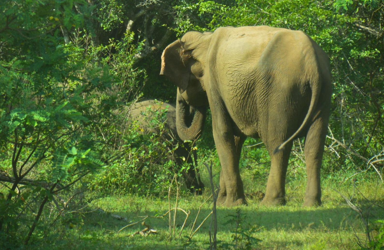 Rivosen Camp Yala Safari Hotel Exterior photo